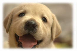 かなどう動物病院,犬,猫