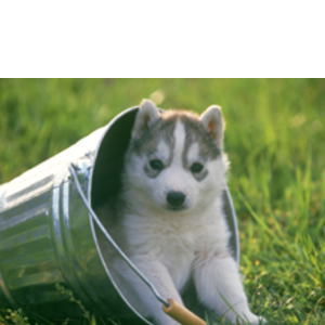 かなどう動物病院,犬,猫