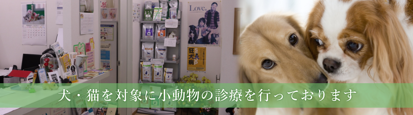 かなどう動物病院,犬,猫さぎ